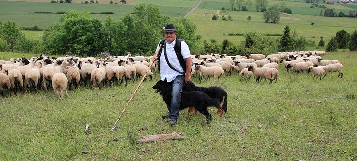 Schäfer Elmar Spieß aus Eiterfeld mit seinen Schafen am 01.06.2014 auf dem Kalkmagerrasenflächen des Dreienberges bei Friedewald, Kreis Hersfeld-Rotenburg