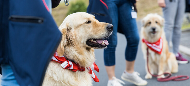 Die Malteser starten den ersten Besuchs -und Begleitungsdienst mit Hund in Fulda.