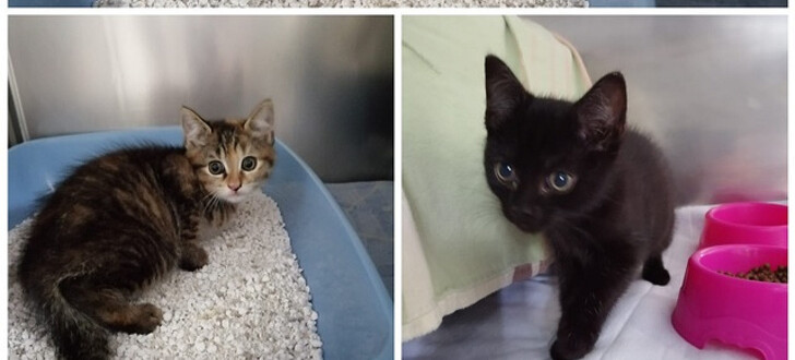 Zwei Kitten wurden am Pfingstsamstag in einem Karton auf dem Rastplatz Pfefferhöhe entdeckt.