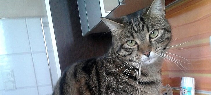 Kater Johnny überlebte nur knapp. Glücklicherweise befindet er sich auf dem Weg der Besserung.