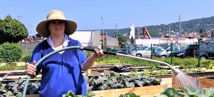 Bei sommerlichen Temperaturen brauchen die Kohlrabipflanzen viel Wasser. Auf dem Gelände von Grün&Grün in Altenhaßlau können Marktbesucher ihr Gemüse frisch aus den Hochbeeten ernten.