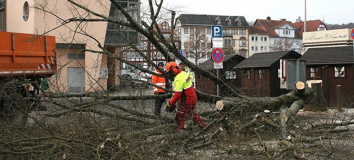 Unbekannte haben sich an den Bäumen vergriffen und deren Stämme angesägt.